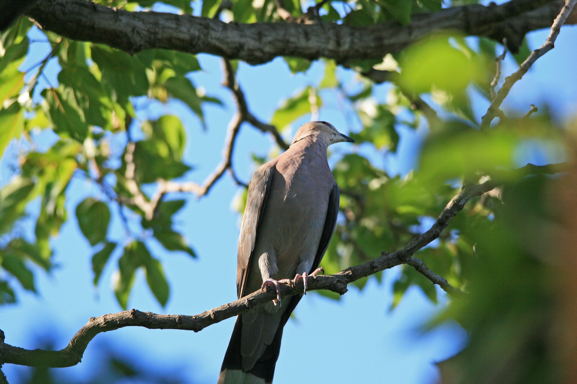 Paukštis,  Ferral,  Paukštis,  Fauna,  Balandis,  Plunksnos,  Sustingęs,  Pilka,  Balandis Sėdi Ant Šakos, Nemokamos Nuotraukos