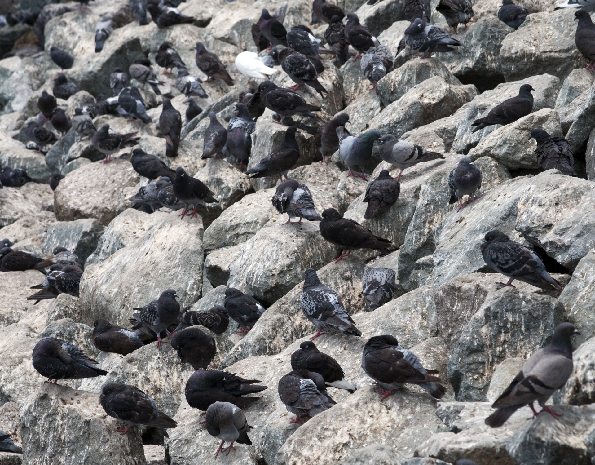 Balandis,  Balandžiai,  Paukštis,  Paukščiai,  Laukinė Gamta,  Akmenys,  Pulkai,  Flock,  Balandžiai, Nemokamos Nuotraukos