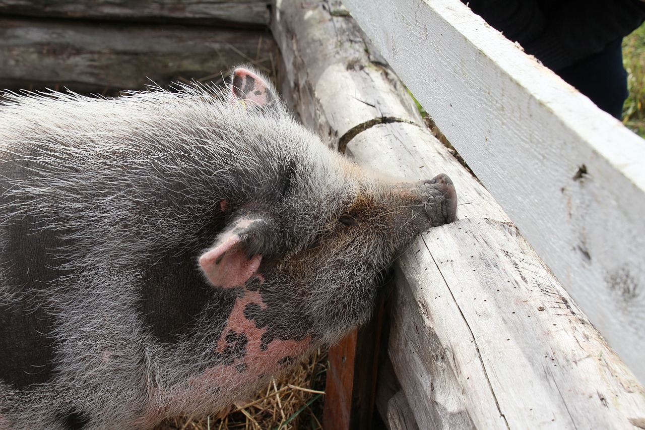 Kiaulytė, Kiaulė, Roikkomahasika, Plaukai, Grubus, Kilt, Gyvūnas, Ausyje, Proboscis, Žurnalas