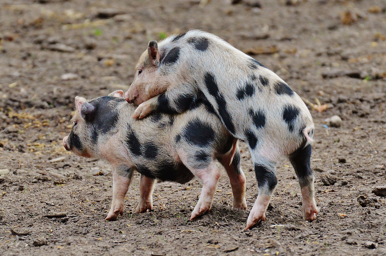 Paršelis, Laukinių Parkų Girtavimas, Mažos Kiaulės, Mini, Mielas, Saldus, Juokinga, Žaisti, Nemokamos Nuotraukos,  Nemokama Licenzija