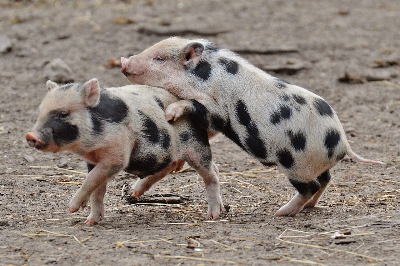 Paršelis, Laukinių Parkų Girtavimas, Mažos Kiaulės, Mini, Mielas, Saldus, Juokinga, Žaisti, Nemokamos Nuotraukos,  Nemokama Licenzija