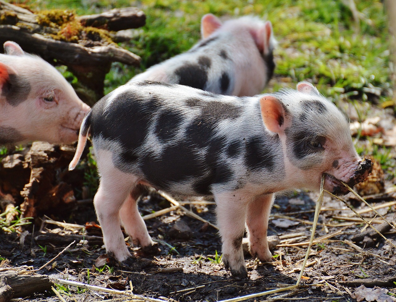 Paršelis, Laukinių Parkų Girtavimas, Kūdikis, Mažos Kiaulės, Mielas, Saldus, Juokinga, Mini, Žaisti, Nemokamos Nuotraukos