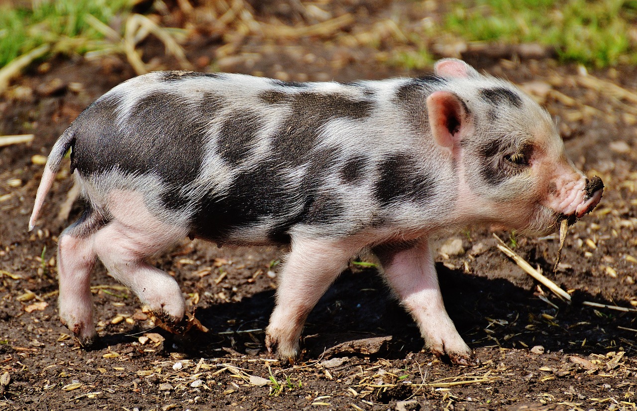 Paršelis, Laukinių Parkų Girtavimas, Kūdikis, Mažos Kiaulės, Mielas, Saldus, Juokinga, Mini, Žaisti, Nemokamos Nuotraukos