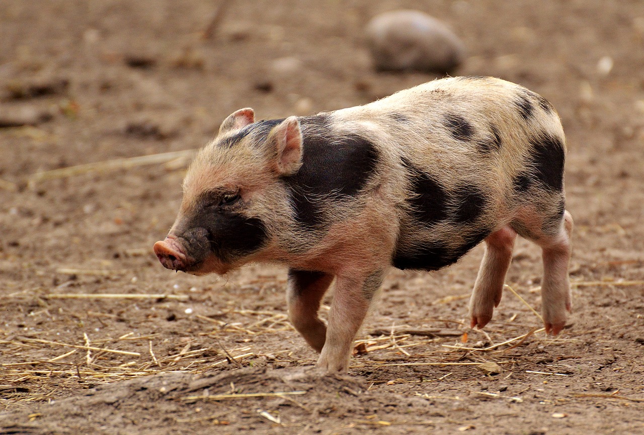 Paršelis,  Mažos Kiaulės,  Mini,  Mielas,  Saldus,  Juokinga,  Žaisti,  Be Honoraro Mokesčio, Nemokamos Nuotraukos,  Nemokama Licenzija