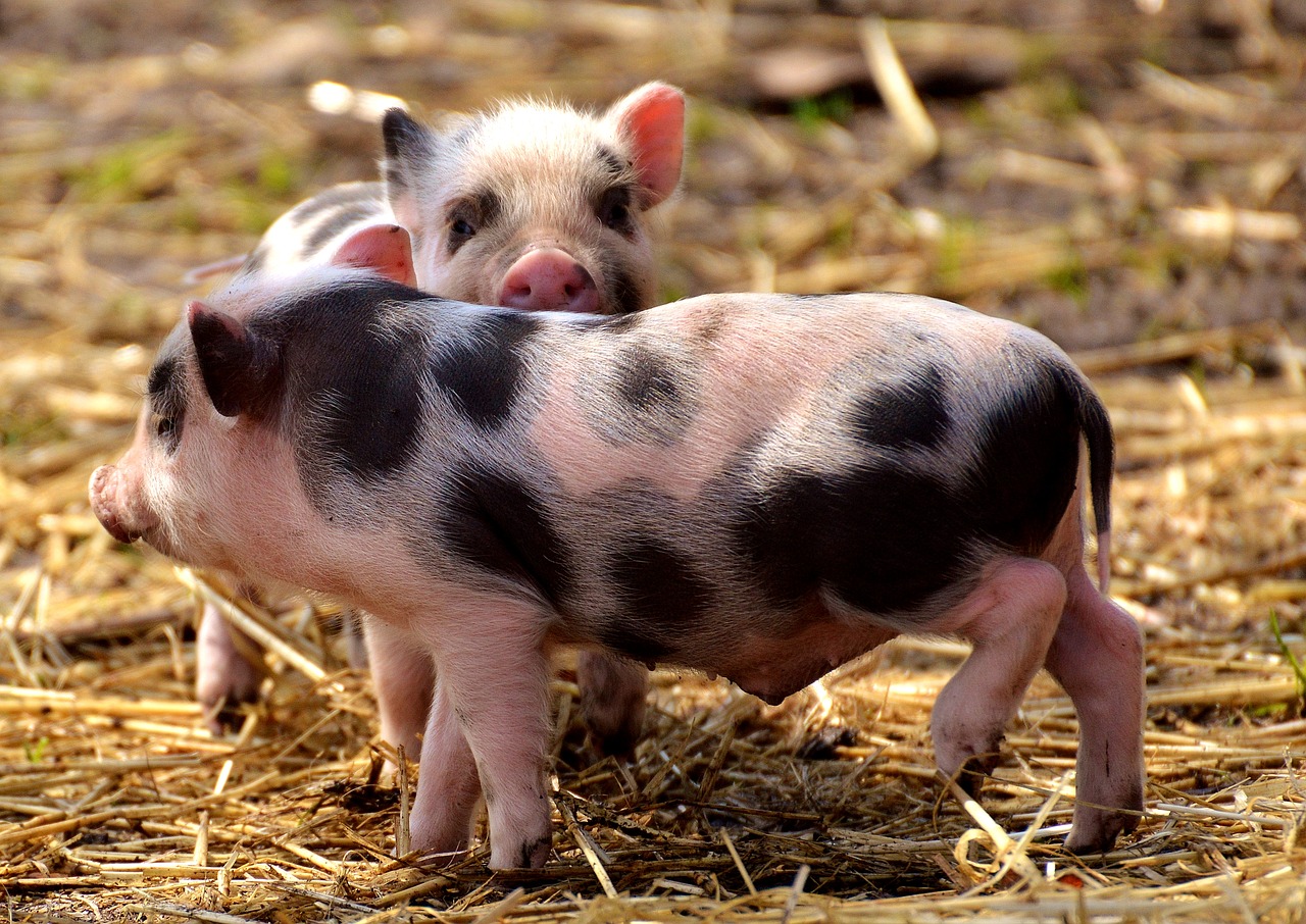 Paršelis,  Mažos Kiaulės,  Mini,  Mielas,  Saldus,  Juokinga,  Žaisti,  Be Honoraro Mokesčio, Nemokamos Nuotraukos,  Nemokama Licenzija