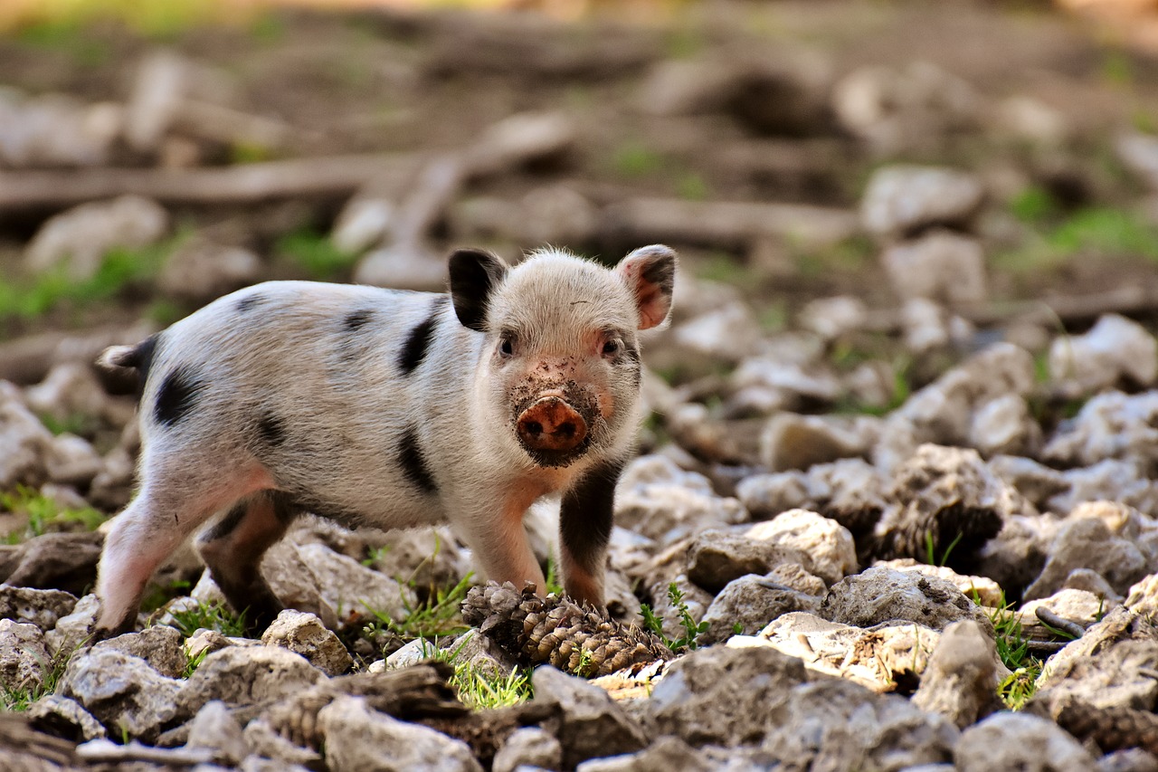 Paršelis,  Mažos Kiaulės,  Mini,  Mielas,  Saldus,  Juokinga,  Žaisti,  Wildpark Poing, Nemokamos Nuotraukos,  Nemokama Licenzija