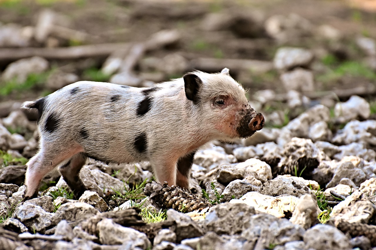 Paršelis,  Mažos Kiaulės,  Mini,  Mielas,  Saldus,  Juokinga,  Žaisti,  Wildpark Poing, Nemokamos Nuotraukos,  Nemokama Licenzija