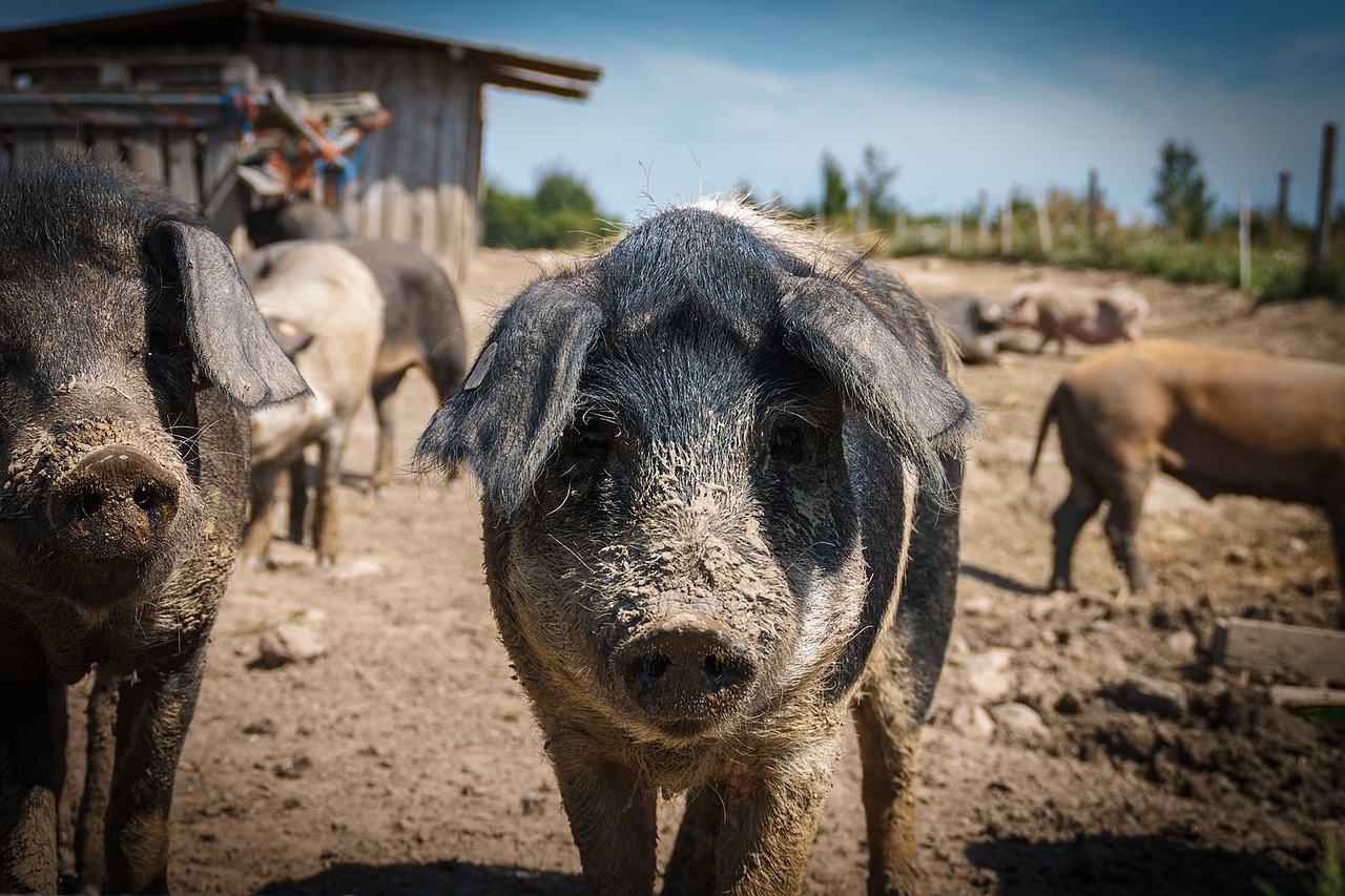 Kiaulės, Gyvūnai, Sėti, Žinduolis, Laiminga Kiaulė, Ūkis, Purvinas, Gyvuliai, Mangalitza, Nemokamos Nuotraukos