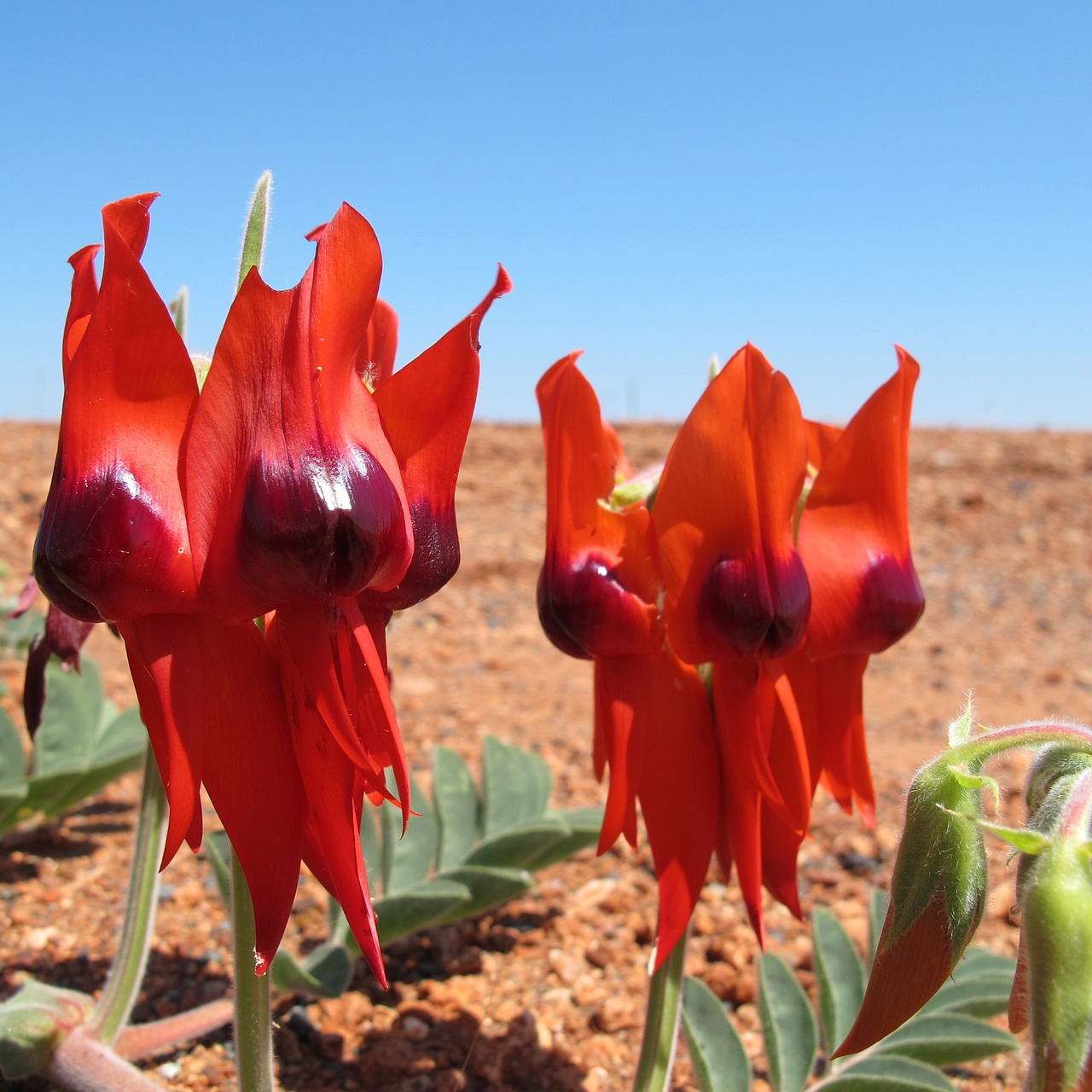 Pilbara Gėlės, Laukinės Vasaros Spalvos, Dygliuotosios Žirniai, Gėlės, Raudona, Nemokamos Nuotraukos,  Nemokama Licenzija