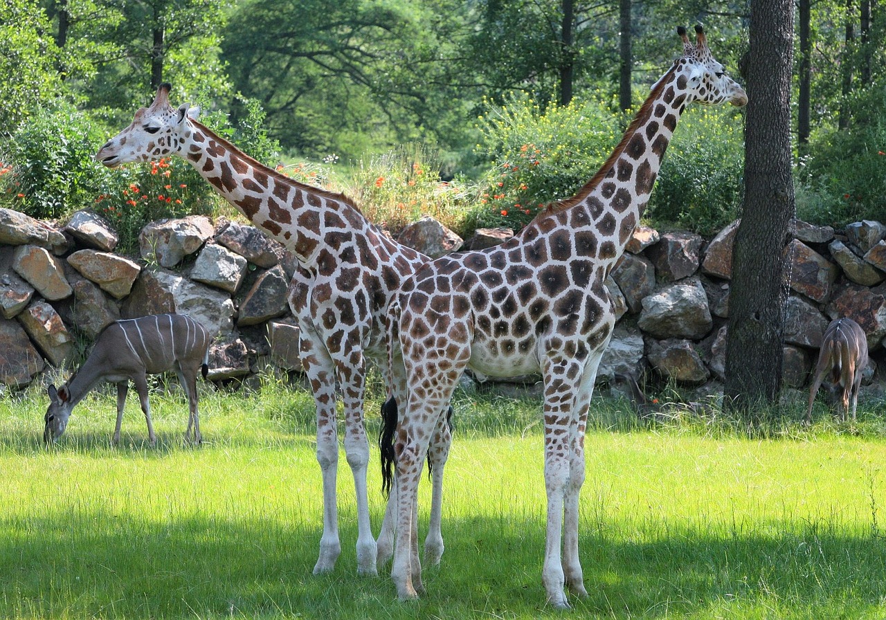 Pilsen Zoo, Žirafos, Dviejų Žiurkių Žirafa, Nemokamos Nuotraukos,  Nemokama Licenzija