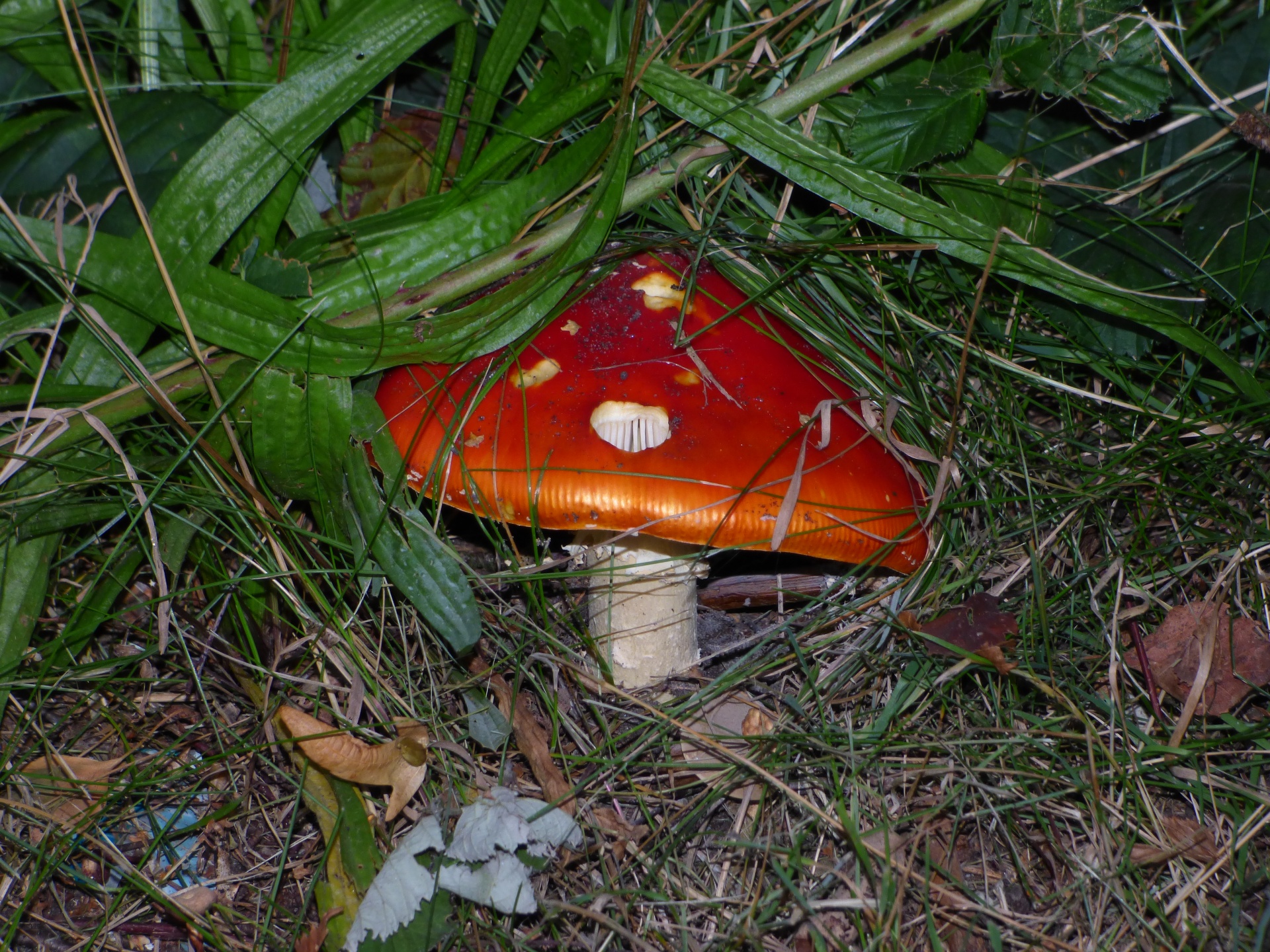 Kumpis,  Miškas,  Raudona,  Grybai,  Skristi,  Gamta,  Balta,  Amanita,  Muscaria,  Laimingas