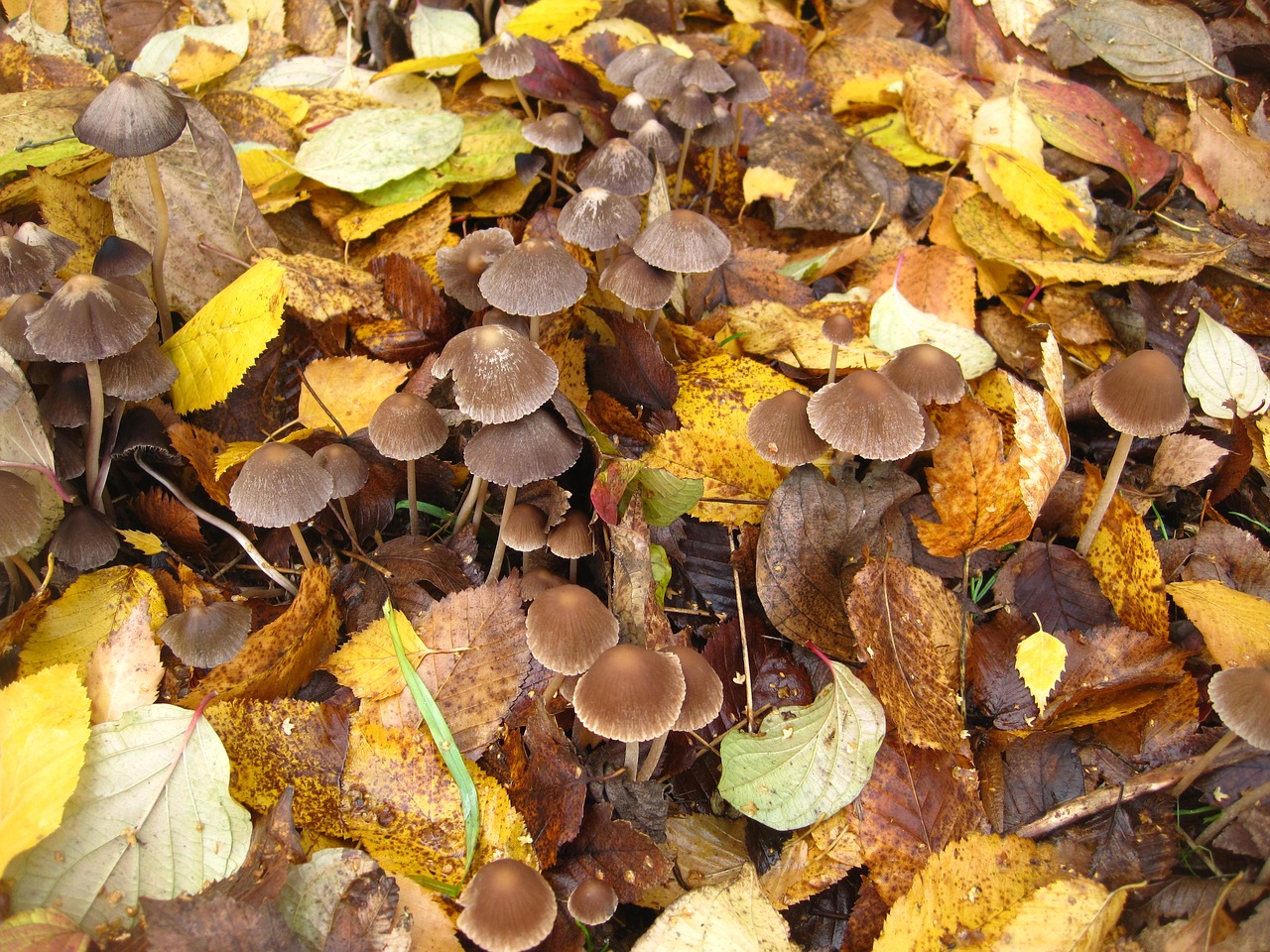 Hamidas, Gaubtinės Kaladėlės, Nevalgomas, Pilzchen, Maži Grybai, Lapuose, Grybų Kolonija, Miško Paklotė, Mažas, Paslėpta