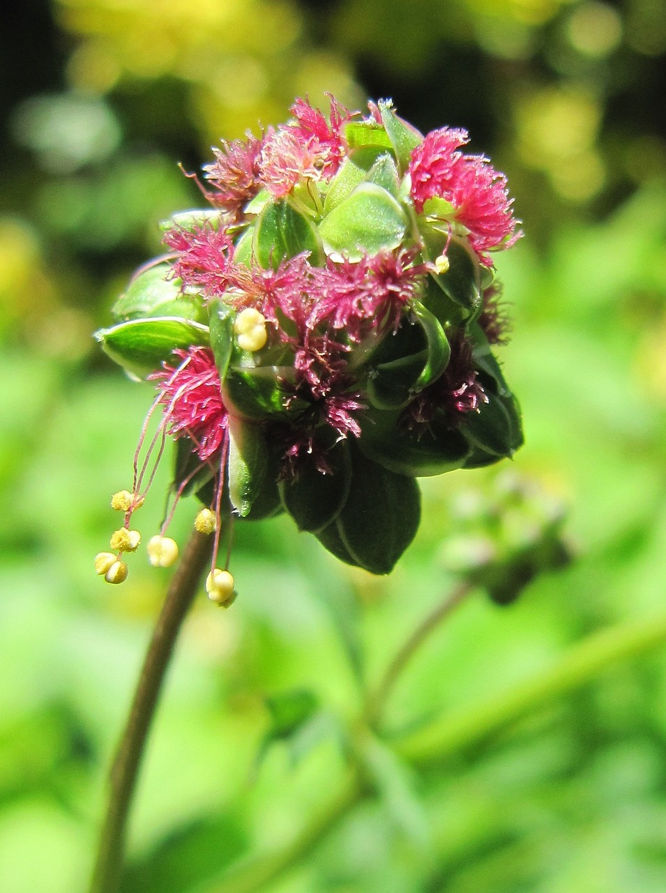 Pimpinella, Gėlė, Žiedas, Žydėti, Žolelės, Sodas, Augalas, Vasara, Gamta, Rožinis