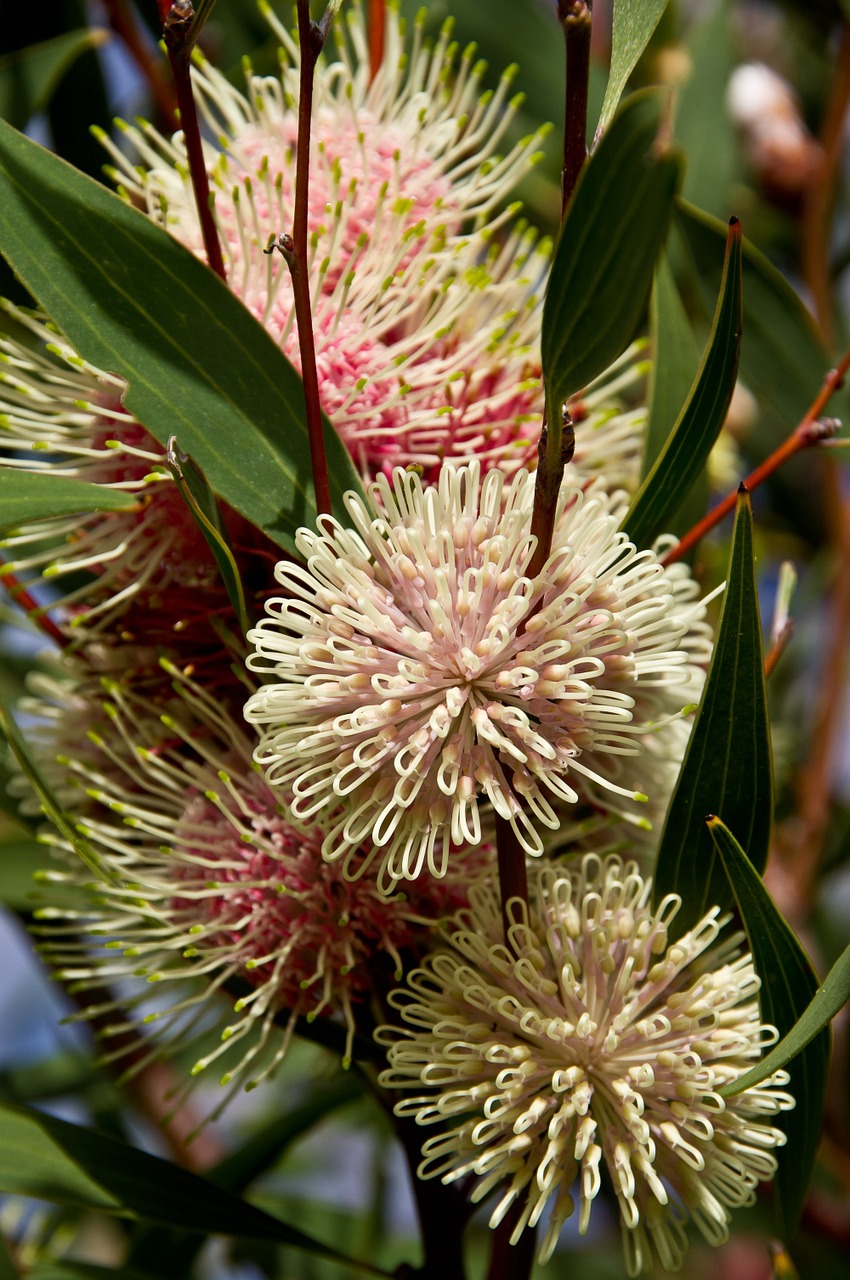 Kaklo Pagalvėlė Hakea, Gėlės, Australian, Gimtoji, Sferinis, Rožinis, Balta, Krūmas, Nemokamos Nuotraukos,  Nemokama Licenzija