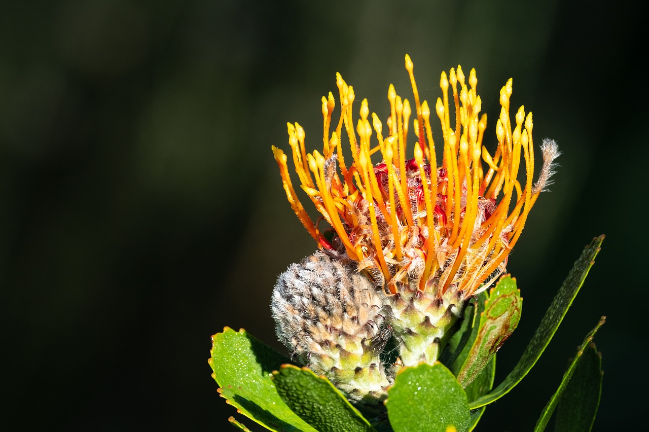 Adatinė,  Protea,  Gėlė,  Pobūdį,  Augalų,  Žalias,  Makro,  Pavasaris,  Geltona,  Vabzdys