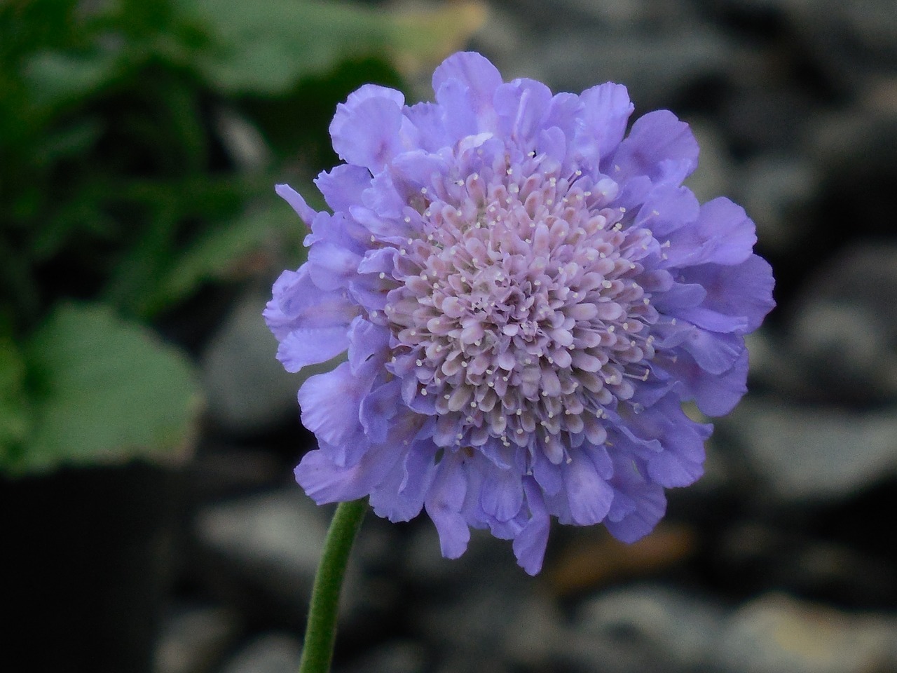 Pjaustytinė Gėlė,  Žydėti,  Pincushion,  Gėlė,  Flora,  Augalas,  Gamta,  Šviežias,  Makro,  Žydi