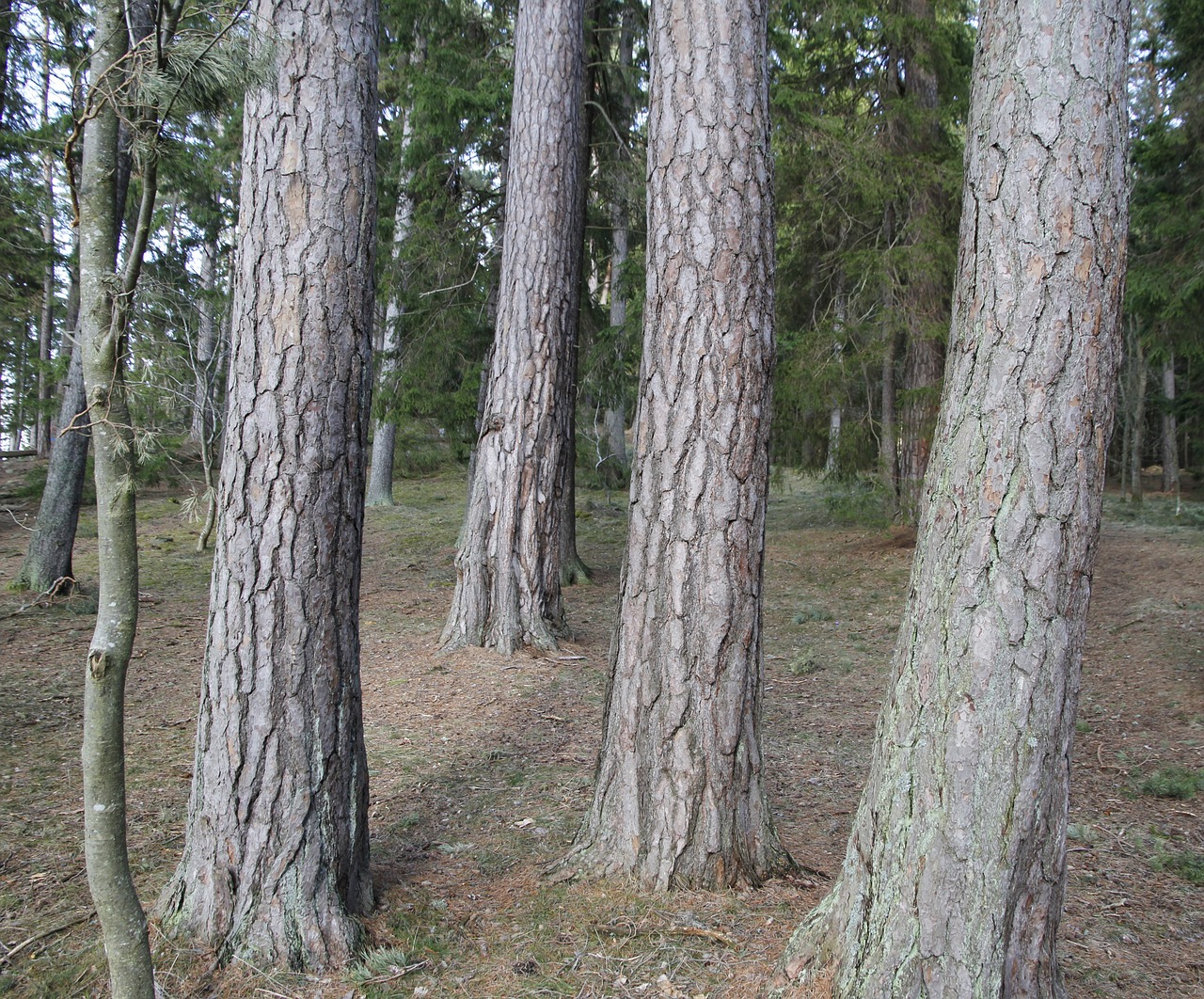 Pušis, Gentys, Miškas, Nemokamos Nuotraukos,  Nemokama Licenzija