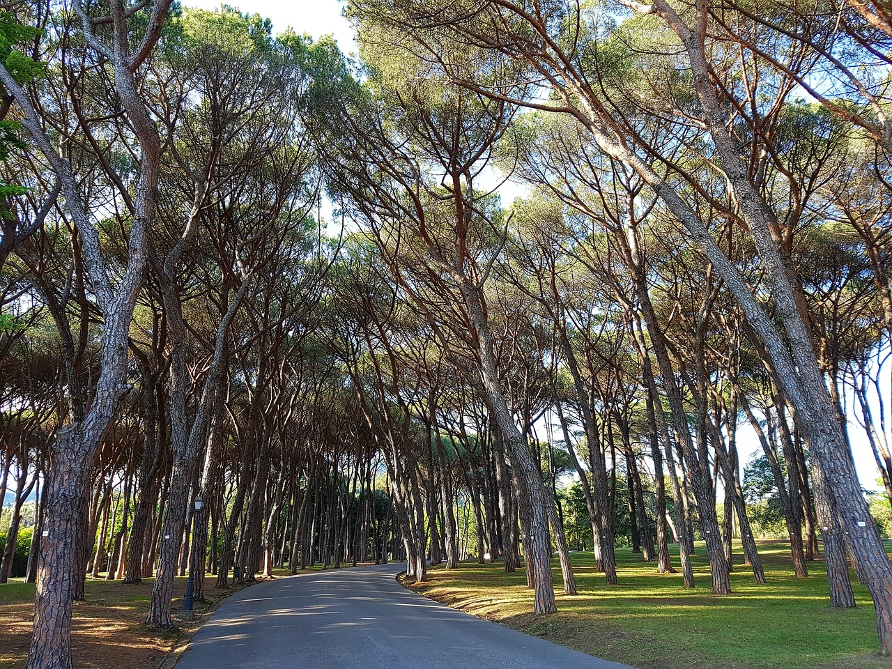 Pušis, Pinus Pinea, Pušynas, Pušynų Giraitė, Parkas, Montecatini, Montecatini Terme, Vaikščioti, Poilsio Poilsis, Poilsis