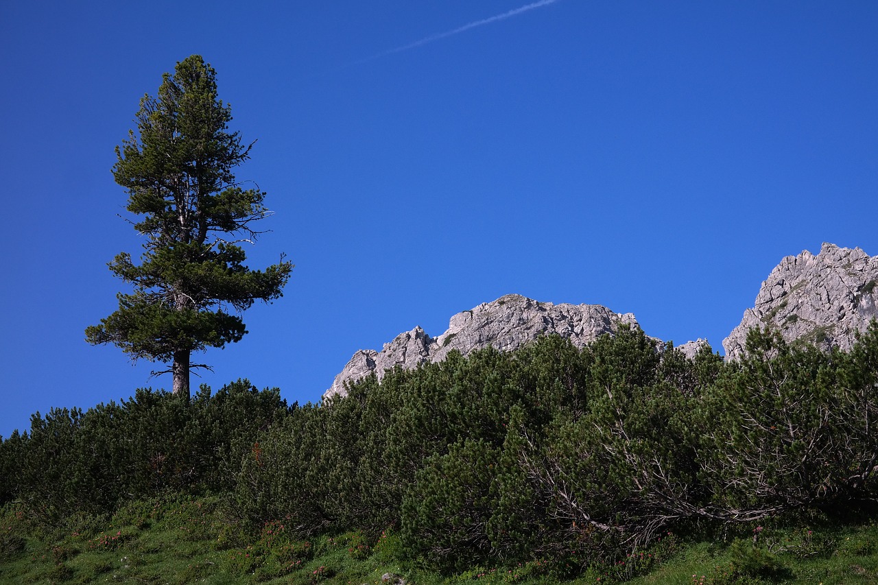 Pušis, Spygliuočių, Medis, Kalnas, Allgäu, Kalnų Medis, Kalnas Žalia, Kalninė Pušis, Pinus Mugo, Per Kalną Pušies