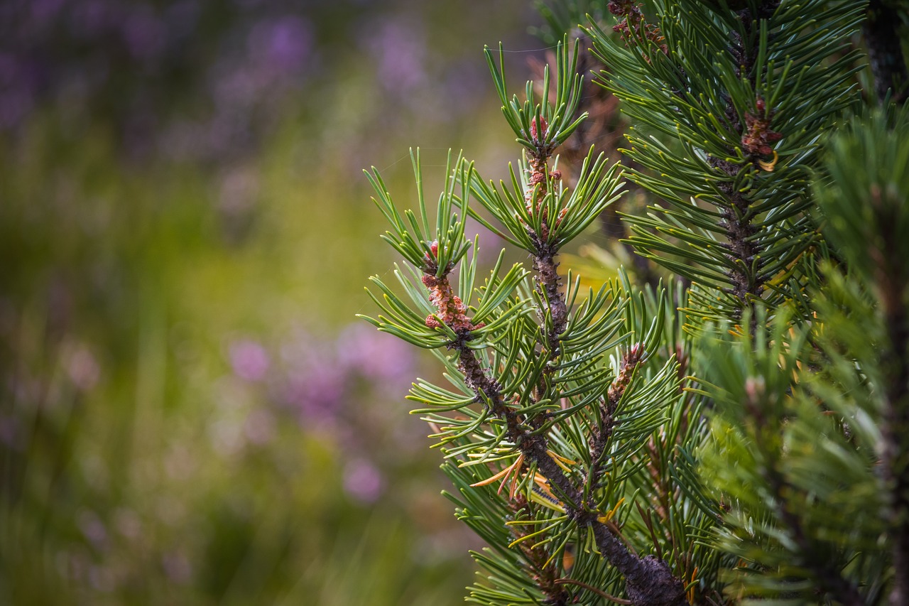 Pušis, Dwarf Pušis, Išsamiai, Makro, Adatos, Žalias, Durpių Pelkė, Vasara, Nemokamos Nuotraukos,  Nemokama Licenzija