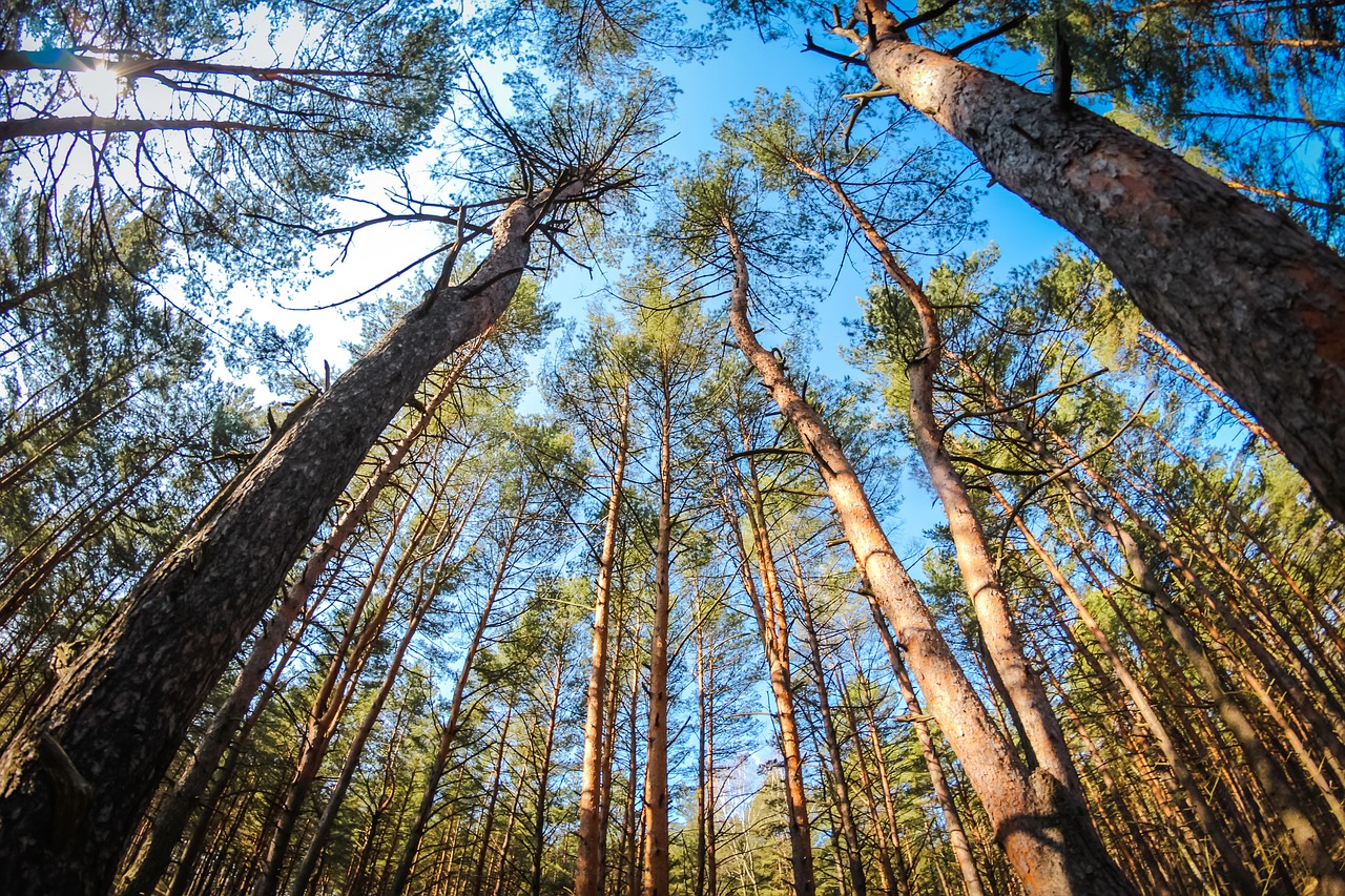 Pušis, Miškas, Spygliuočių, Vasara, Šviesus, Gamta, Medžiai, Rusija, Adatos, Bobutė