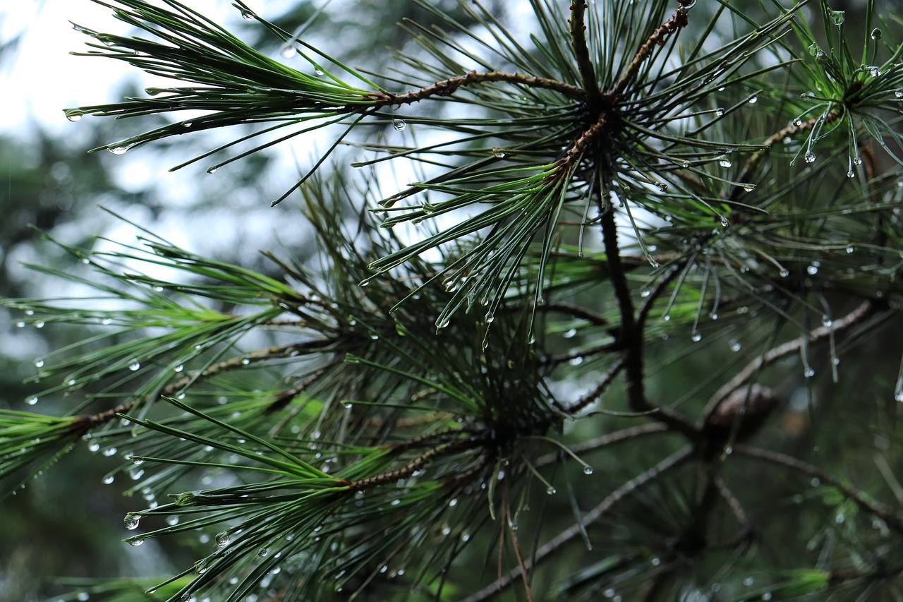 Pušis, Medis, Pinetree, Pušis, Gamta, Natūralus, Korėja, Korėjiečių Kalba, Tradicija, Tradicinis