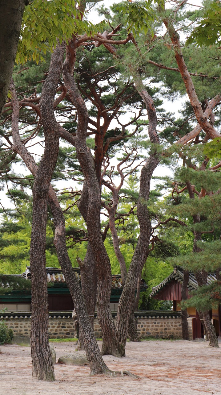 Pušis, Medis, Pinetree, Pušis, Gamta, Natūralus, Korėja, Korėjiečių Kalba, Tradicija, Tradicinis
