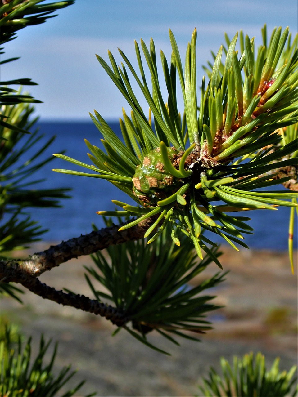 Pušis, Kūgis, Merenranas, Nemokamos Nuotraukos,  Nemokama Licenzija