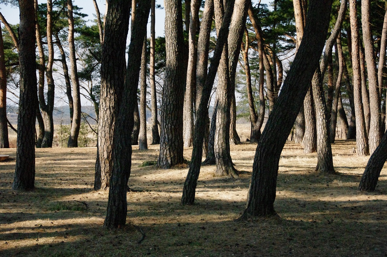 Pušis, Miškas, Gamta, Nemokamos Nuotraukos,  Nemokama Licenzija