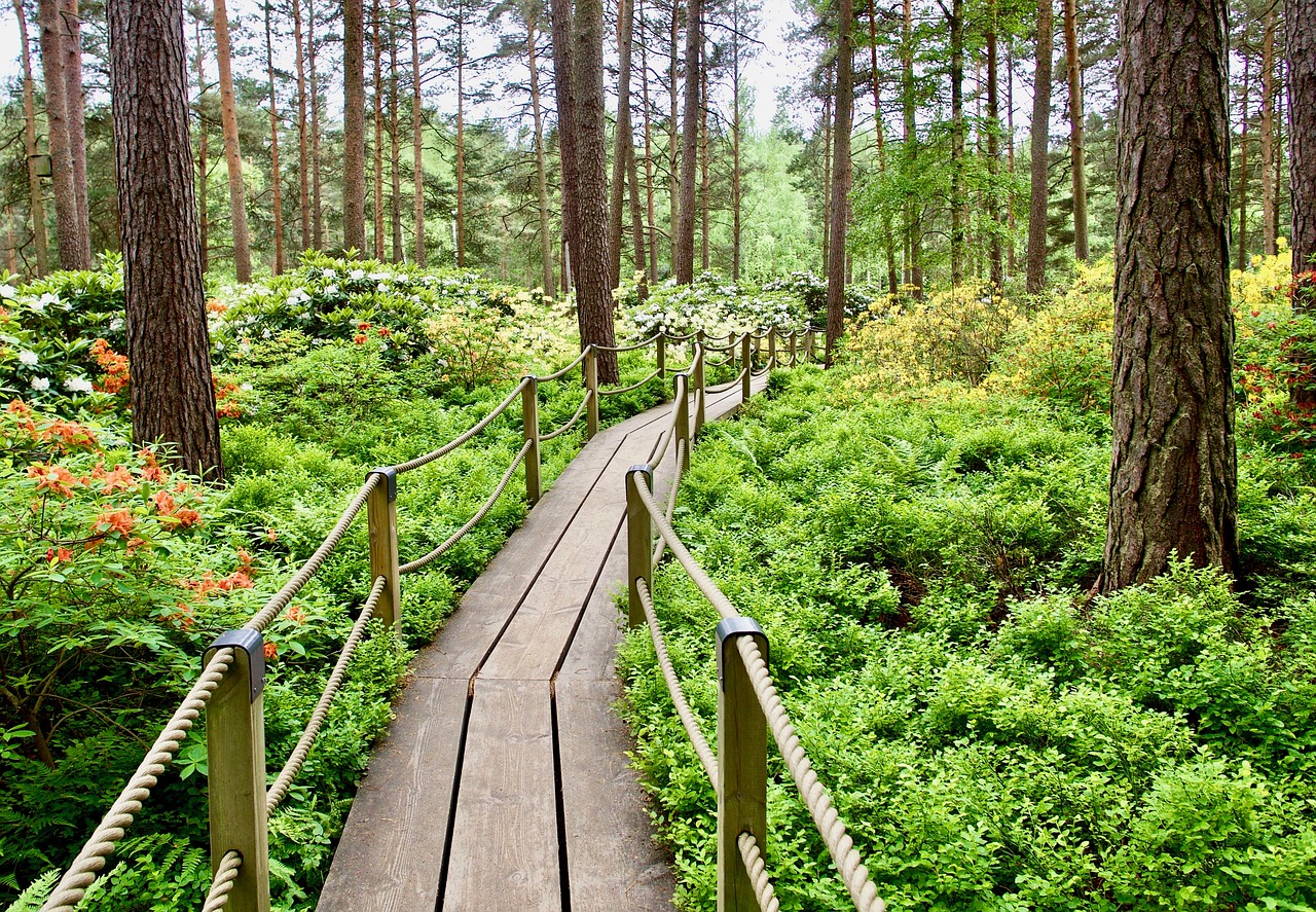 Pušis,  Pobūdį,  Medis,  Lauke, Nemokamos Nuotraukos,  Nemokama Licenzija