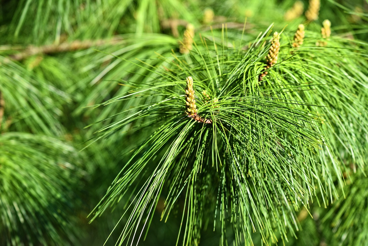 Pušis,  Spygliuotis,  Medis,  Filialas,  Pinus Wallichiana,  Mėlyna Pušies,  Himalajų Pušies,  Adata,  Kūgis, Nemokamos Nuotraukos