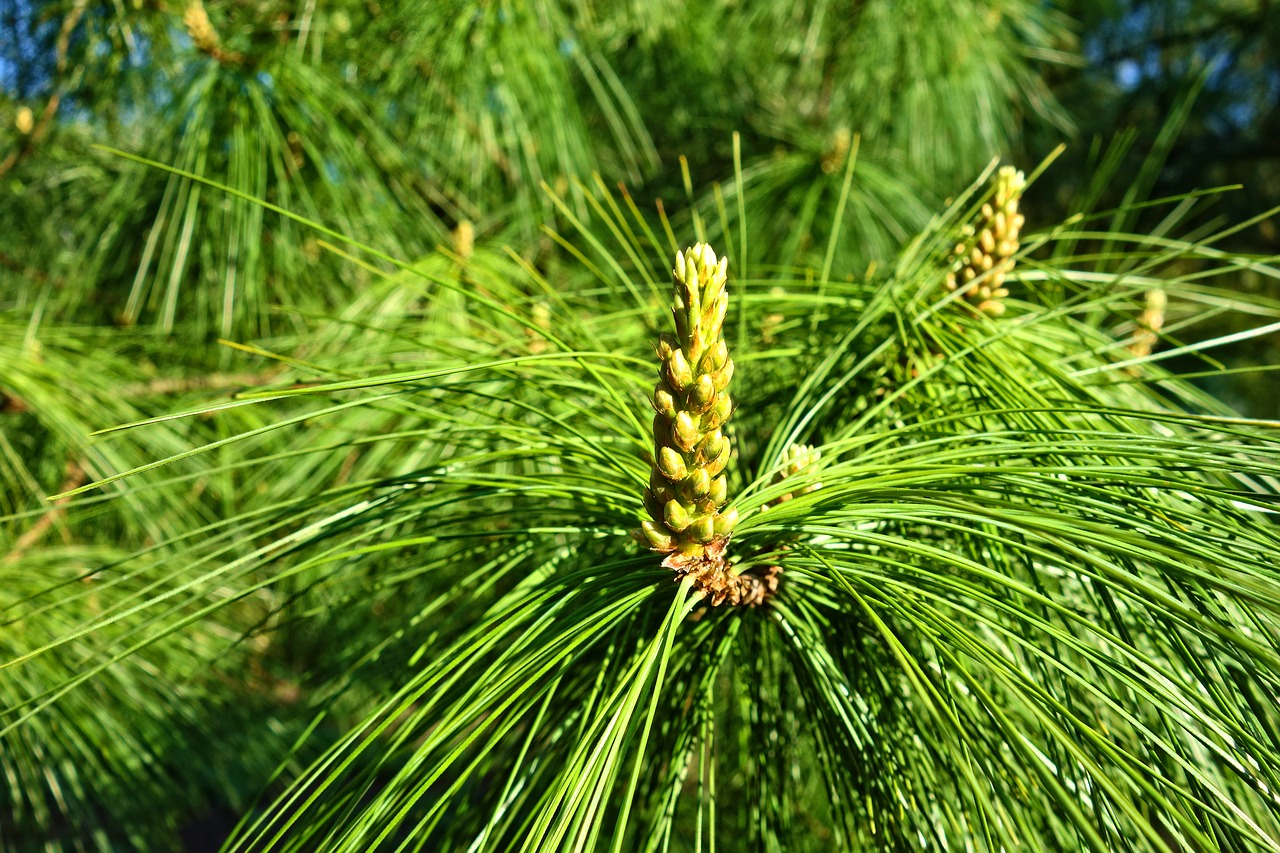 Pušis,  Spygliuotis,  Medis,  Filialas,  Pinus Wallichiana,  Mėlyna Pušies,  Himalajų Pušies,  Adata,  Kūgis, Nemokamos Nuotraukos