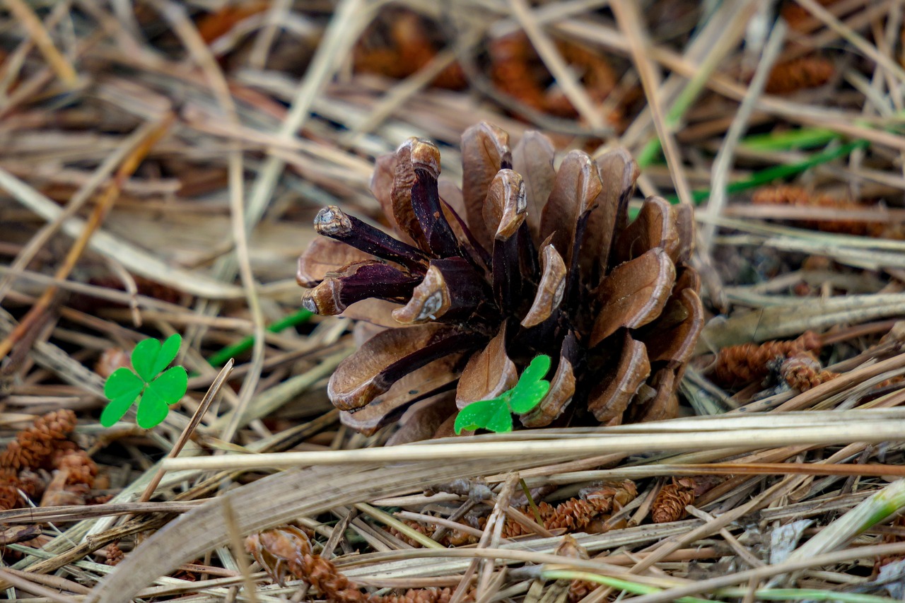 Pušis,  Echinacea,  Augalų,  Vaisių,  Natūralus,  Pušies Kankorėžį, Nemokamos Nuotraukos,  Nemokama Licenzija