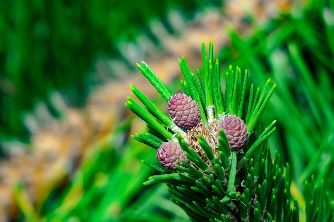 Pušis,  Echinacea,  Augalų,  Vaisių,  Natūralus,  Pušies Kankorėžį, Nemokamos Nuotraukos,  Nemokama Licenzija