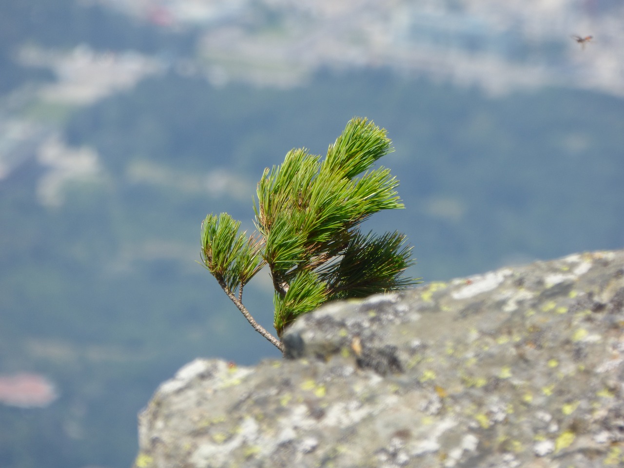 Pušis,  Rokas,  Vejas,  Pobūdį,  Medis,  Kalnų,  Vitosha,  Vasara,  Del Kamen, Nemokamos Nuotraukos