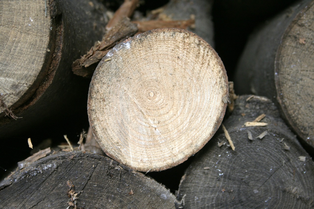 Pušis, Medžių Kamienus, Mediena, Miškas, Medis, Bagažinė, Gamta, Putos, Tekstūra, Fonas