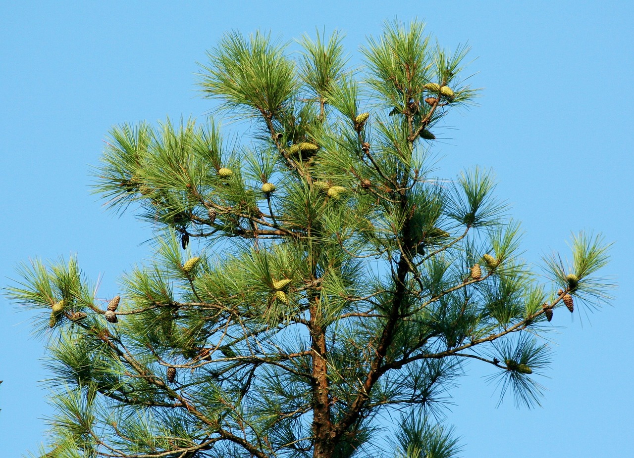 Pušis, Medis, Spurgai, Spygliuočių, Loblolly, Pietų Geltona Pušis, Visžalis, Nemokamos Nuotraukos,  Nemokama Licenzija