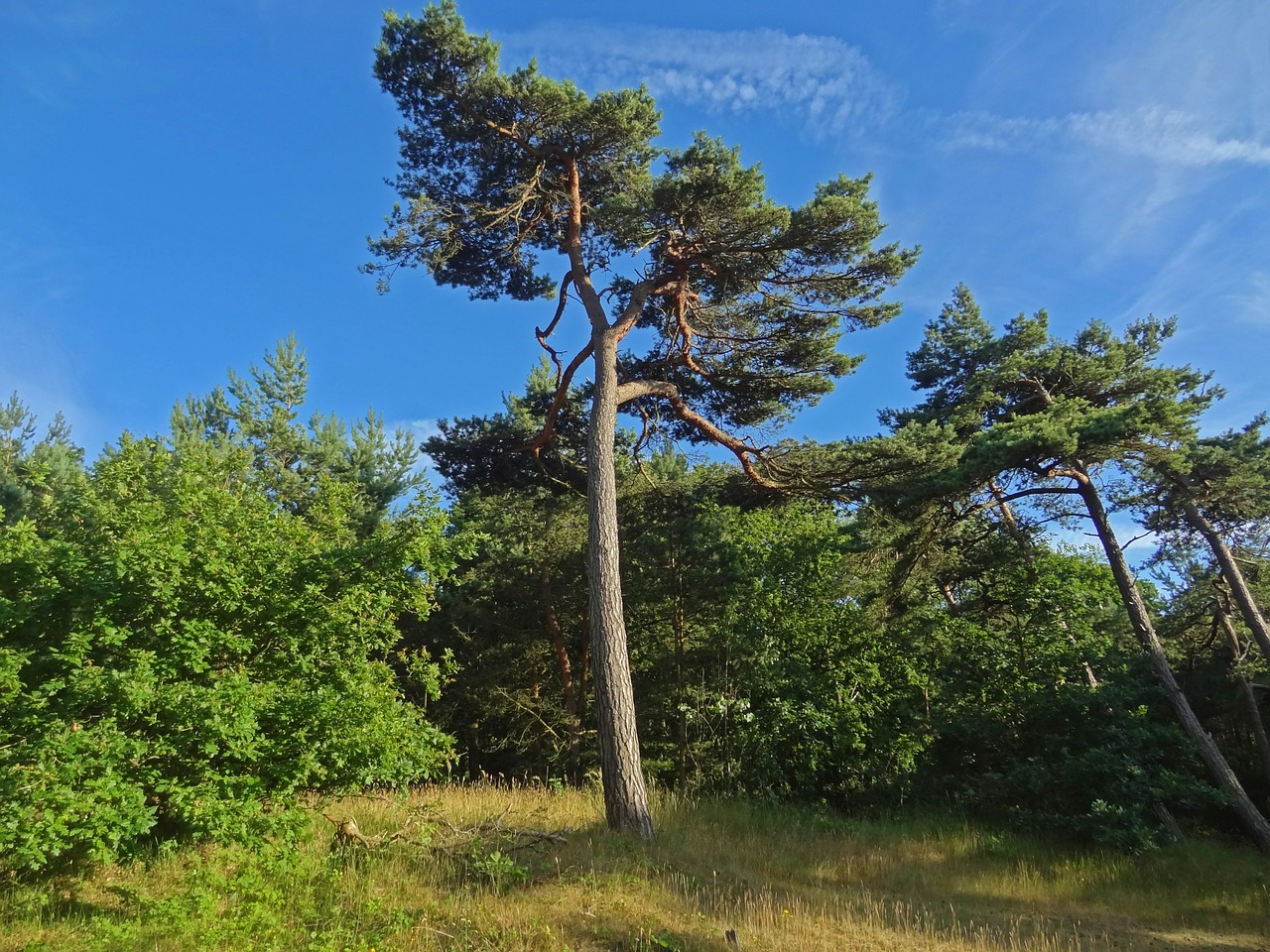 Pušis, Spygliuočių, Medis, Kopos, Miškas, Pinus, Medžių Giraitė, Vasaros Karštis, Sausra, Nemokamos Nuotraukos