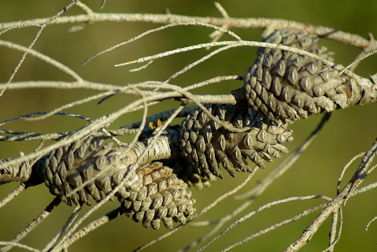 Pušis, Pinecone, Miręs Medis, Hemang Patel, Nemokamos Nuotraukos,  Nemokama Licenzija