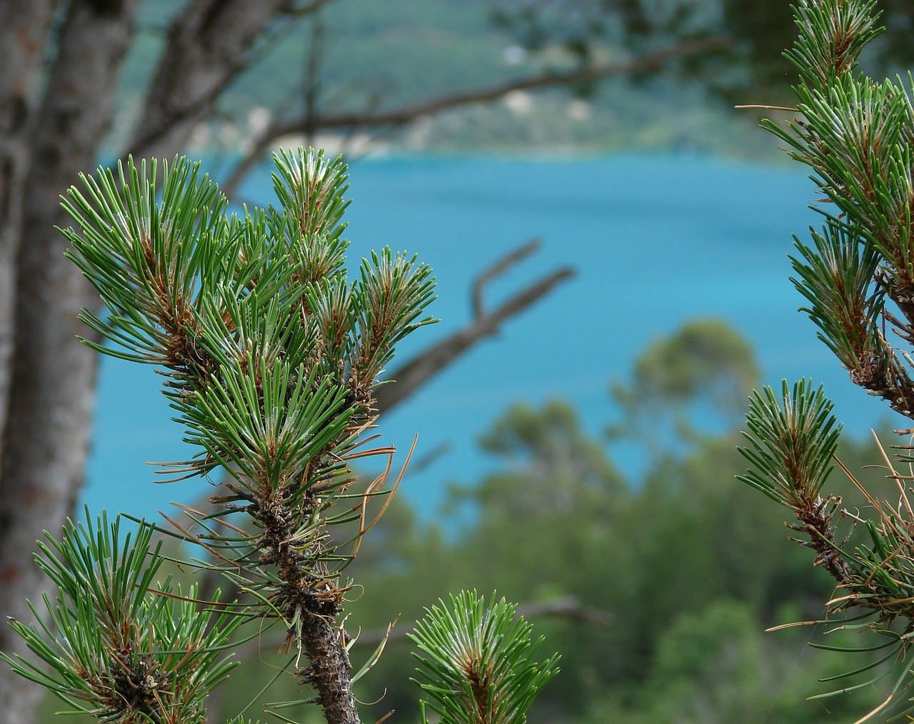 Pušis,  Provence,  Ežeras,  Taškai, Nemokamos Nuotraukos,  Nemokama Licenzija