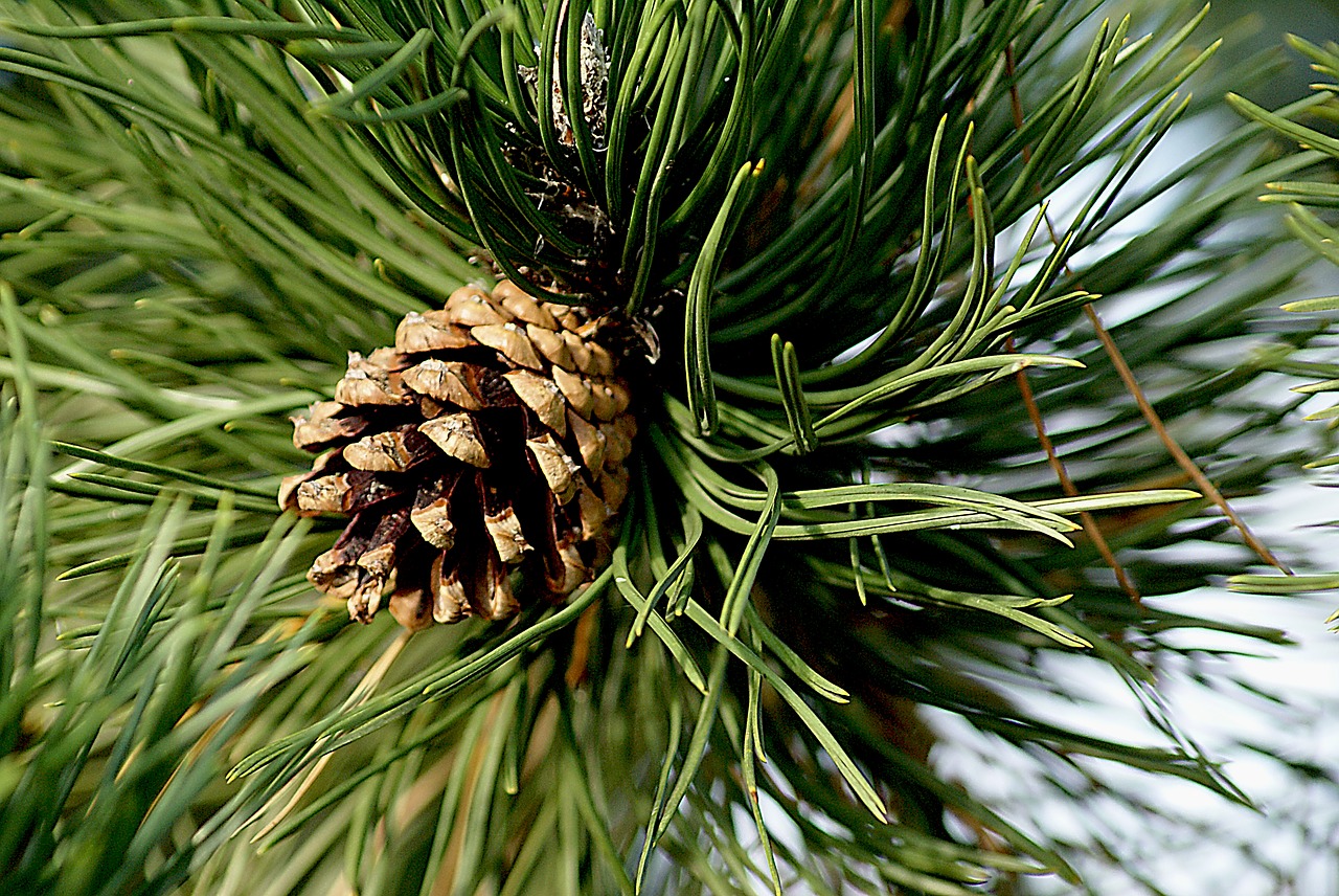 Pušies Kūgis, Pušis, Pinecone Pušis, Spygliuočių, Pušies Adatos, Iglak, Medis, Sprigas, Iš Arti, Žalia Adata