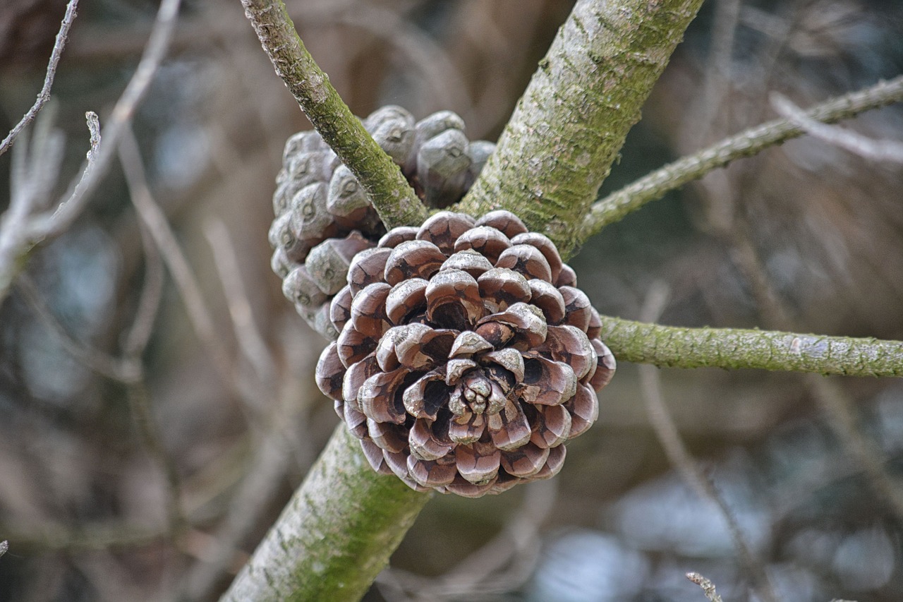 Pušies Kūgio Pušis, Pušine Pušis, Pinecone, Spygliuočių, Gamta, Miškas, Medžiai, Nemokamos Nuotraukos,  Nemokama Licenzija