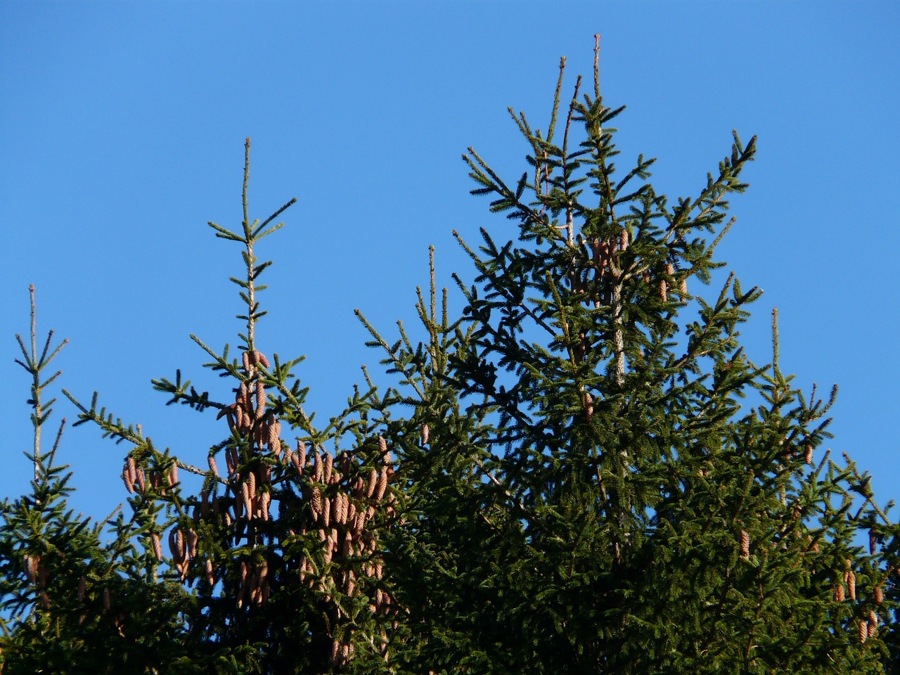 Pušies Kankorėžiai, Bakstelėkite, Medis, Spygliuočių, Paprastoji Eglė, Picea Abies, Raudona Eglė, Eglė, Picea, Nemokamos Nuotraukos