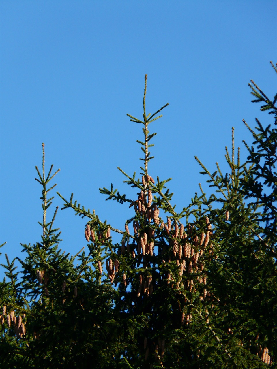 Pušies Kankorėžiai, Bakstelėkite, Medis, Spygliuočių, Paprastoji Eglė, Picea Abies, Raudona Eglė, Eglė, Picea, Nemokamos Nuotraukos