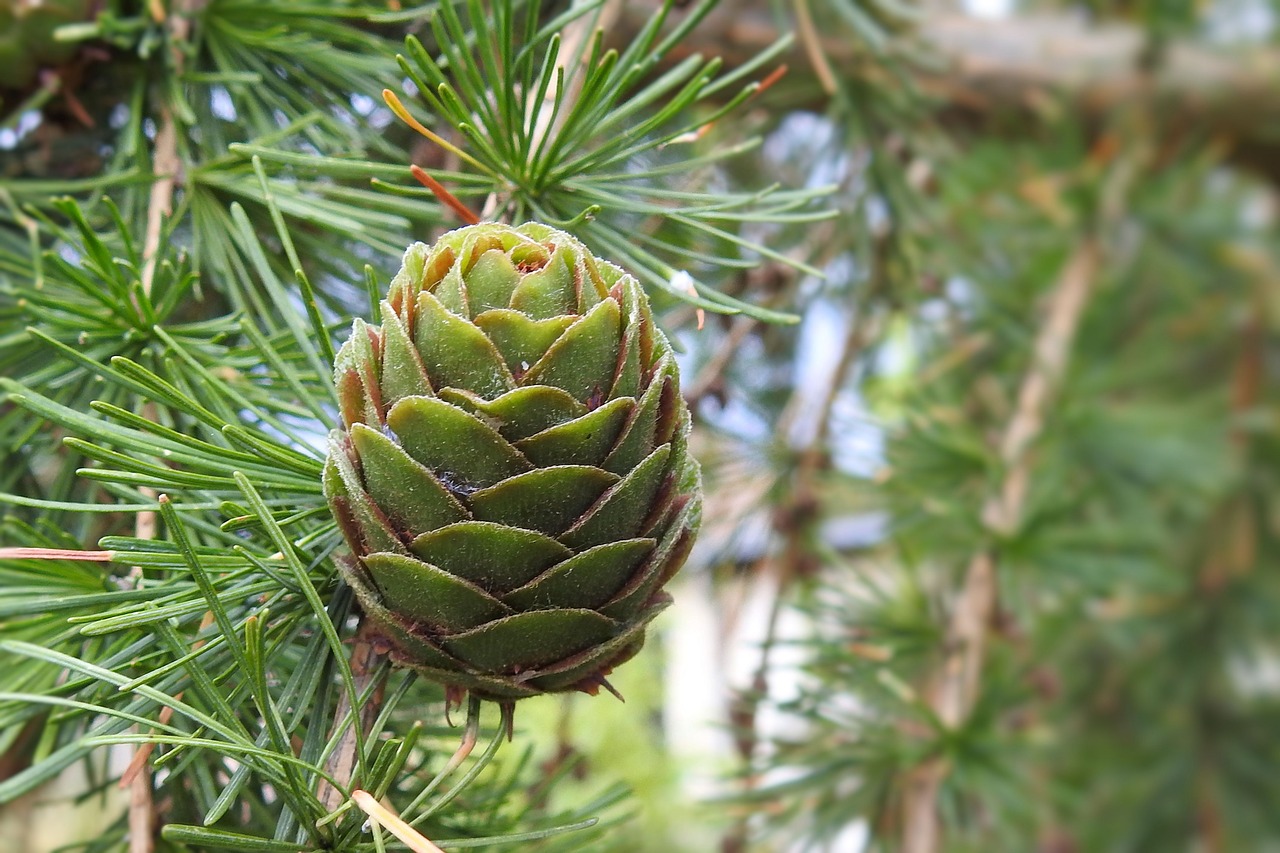 Maumedžio Spurgos, Bakstelėkite Žalią, Maumedis, Pušų Šeima, Immergrüner Medis, Nemokamos Nuotraukos,  Nemokama Licenzija