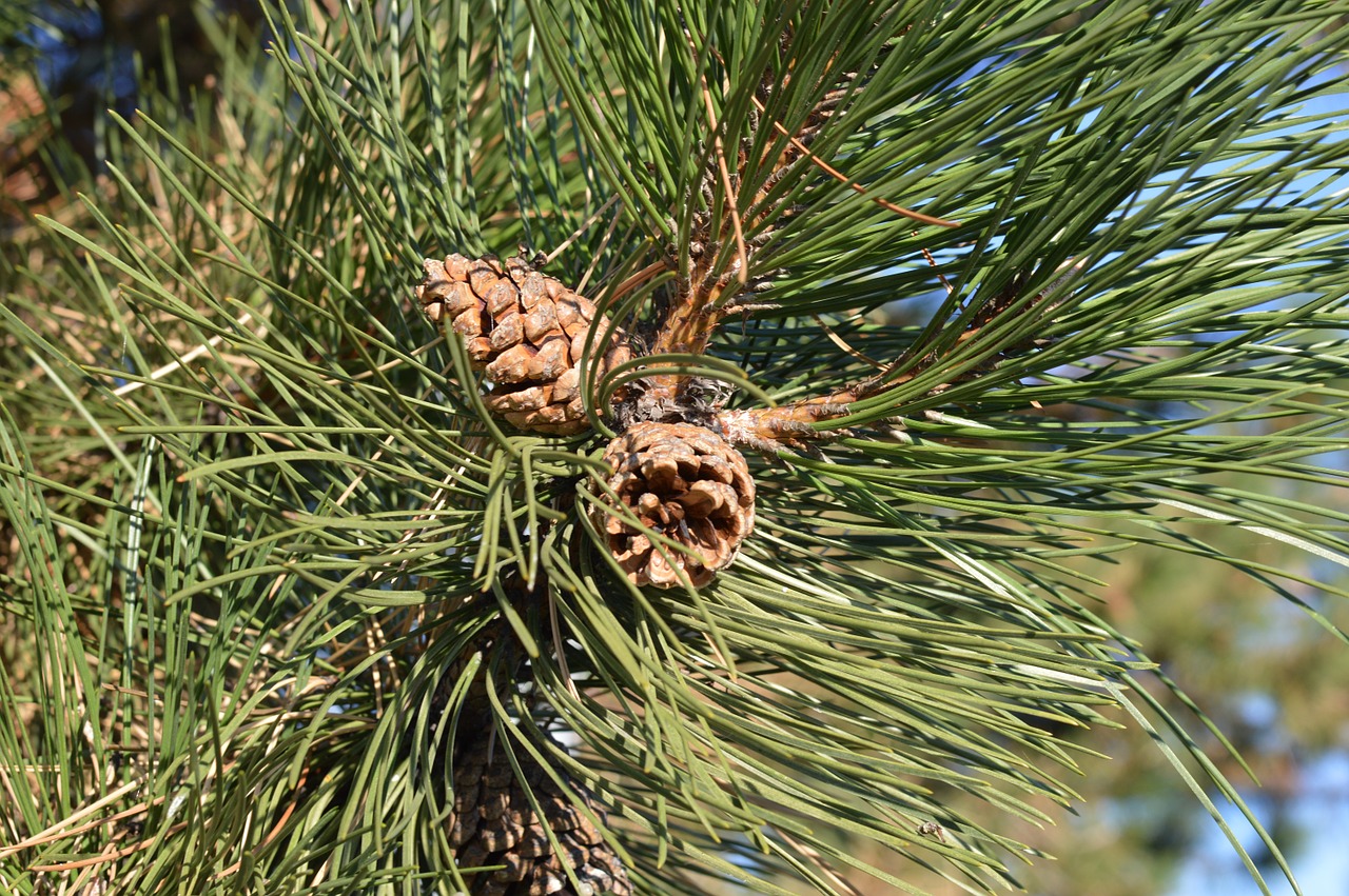 Pušies Kankorėžiai, Medis, Adatos, Pušis, Kūgis, Ruda, Xmas, Kalėdos, Pincone, Pušies Kankorėžiai