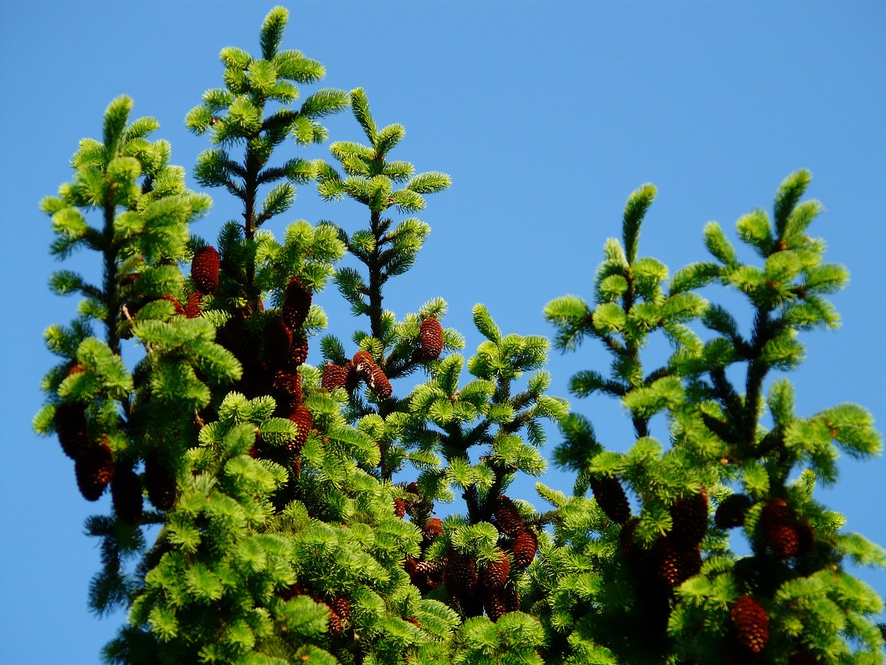 Pušies Kankorėžiai, Bakstelėkite, Medis, Spygliuočių, Paprastoji Eglė, Picea Abies, Raudona Eglė, Eglė, Picea, Nemokamos Nuotraukos