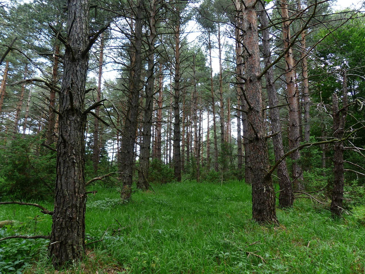 Pušynas, Miškas, Medžiai, Medžių Kamienus, Miškininkystė, Pušis, Forlen, Pinus, Spygliuočių, Pinophyta