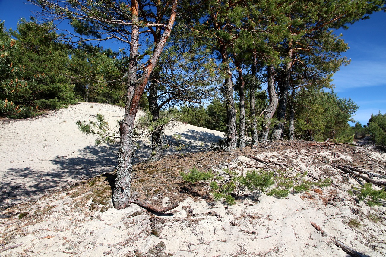 Pušynas, Pušis, Smėlis, Medžiai, Spygliuočių Medis, Kraštovaizdis, Vasara, Spygliuočių Miškas, Kuriono Nerija, Nemokamos Nuotraukos