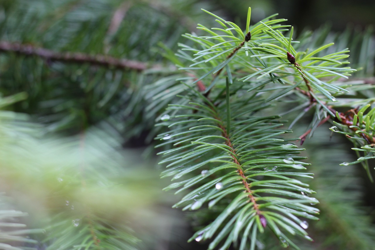 Pušies Adatos, Pušis, Augalas, Adata, Gamta, Flora, Visžalis, Nemokamos Nuotraukos,  Nemokama Licenzija